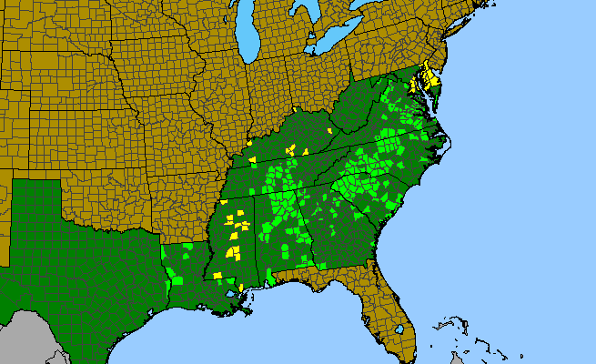 The range of Matelea carolinensis